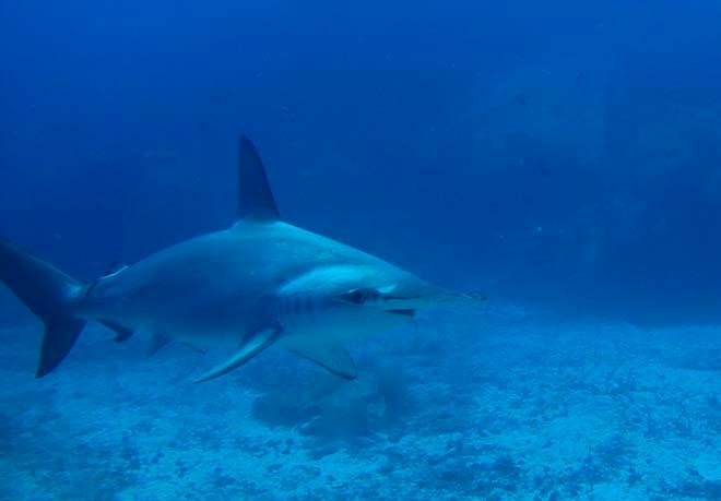 Hammerheads of Gordon Rocks © Annika Fredriksson